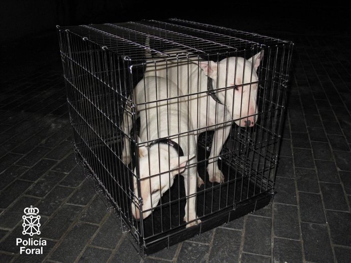 Los Perros, Macho Y Hembra, Están Valorados En 1.000 Euros Cada Uno.