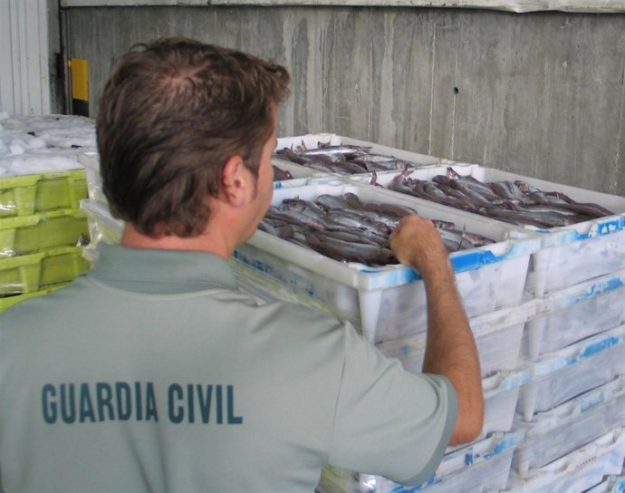 Bacaladilla Intervenida En Ribeira (A Coruña).