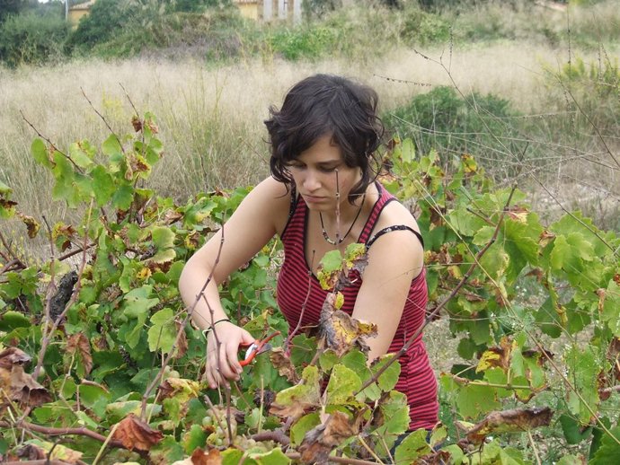 Vendimia A La Antigua