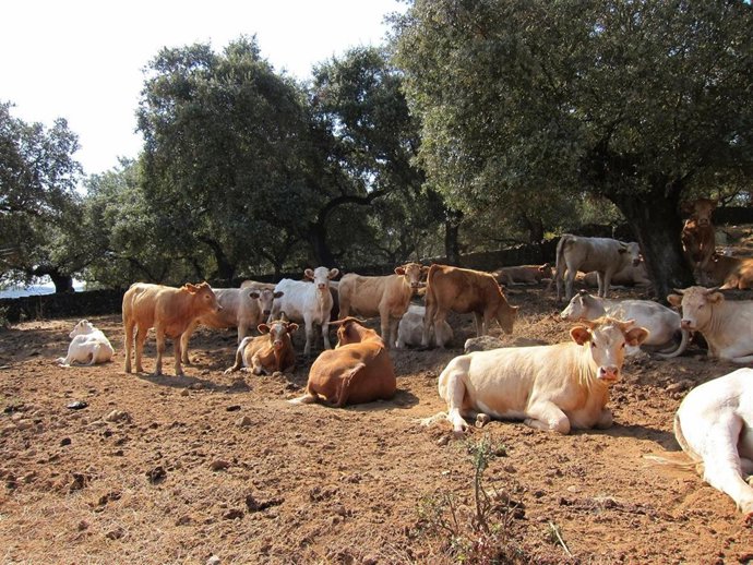 Vacas, Ganado Vacuno