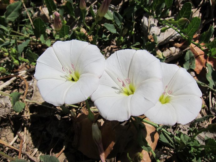 Flores Silvestres, Campo, Naturaleza, Campanillas