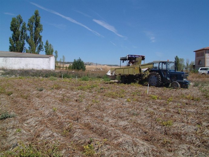 Campo De Patatas Sin Recoger