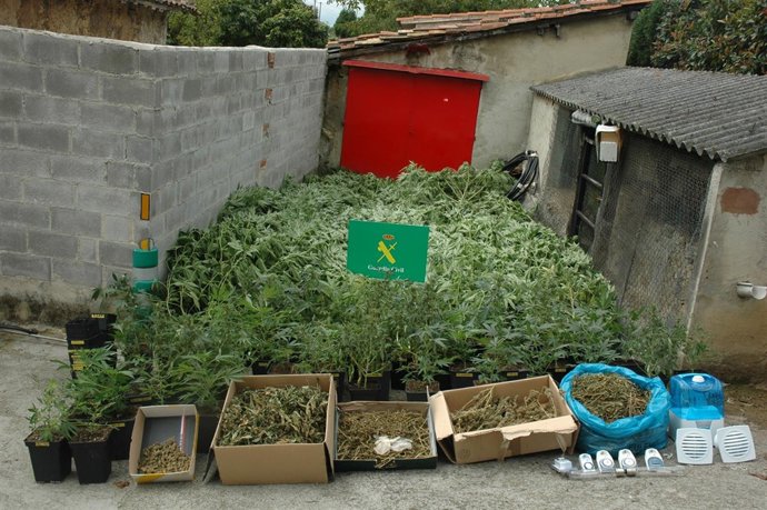 Plantación Marihuana En Langreo