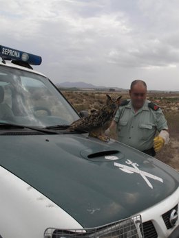 Recuperado Un Búho Real En Turre, Almería. 