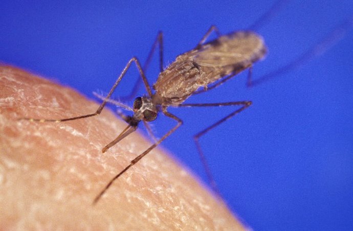 Mosquito de la malaria