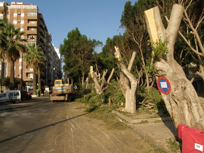 Supervisión De Trasplante Ficus En Cartagena