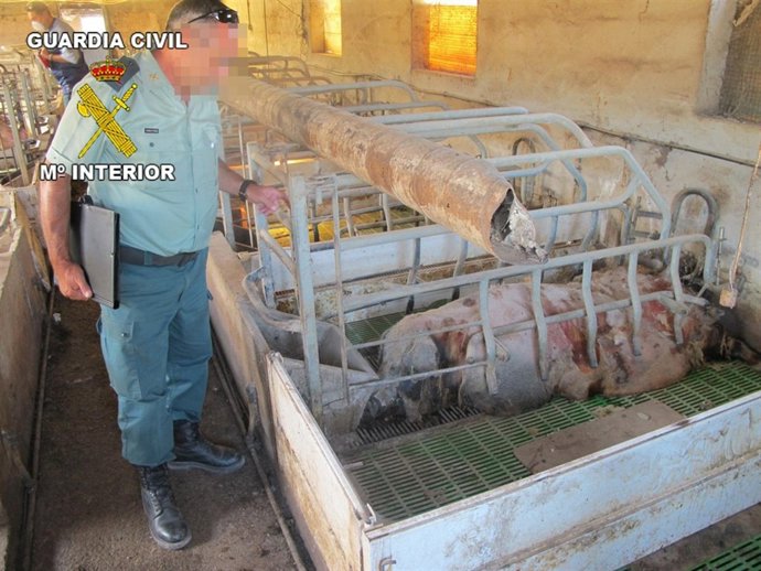 Guardia Civil Inmoviliza 107 Cerdos En Una Granja De Totana