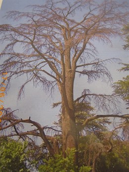 Imagen Del Cedro Antes De Ser Talado