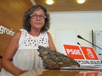 PSOE critica la tala de "un cedro centenario" y que la decisión no se comunicara al Ministerio de Medio Ambiente