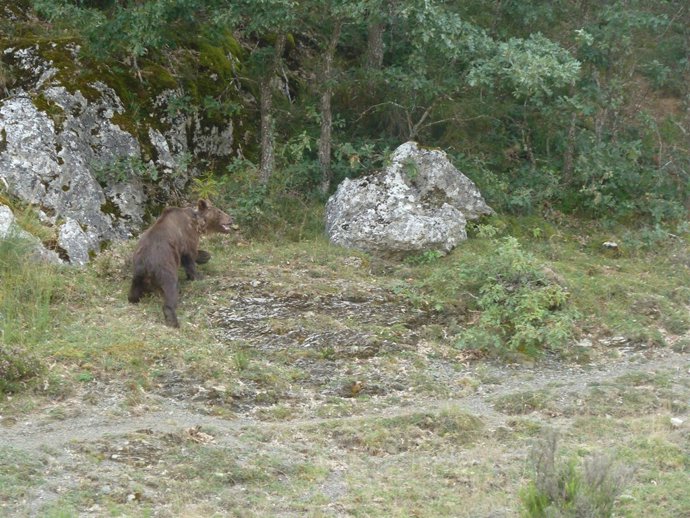 La Osa 'La Güela', Liberada Por La Junta De Castilla Y León