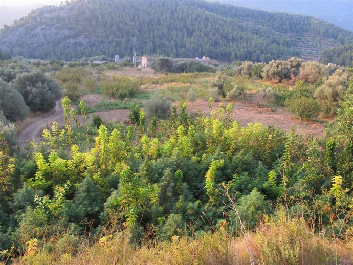 La Marihuana Decomisada