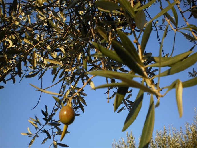 Aceite De Oliva