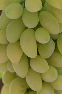 Uvas