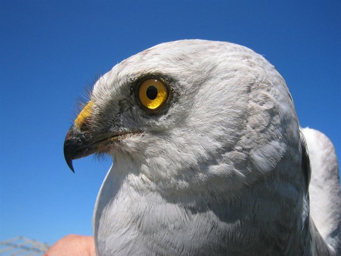 Ejemplar De Aguilucho Papialbo