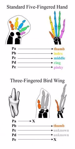 Dedos De Las Aves