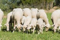 El Salón del Ovino de Castuera (Badajoz) reunirá 450 ejemplares de ganado merino