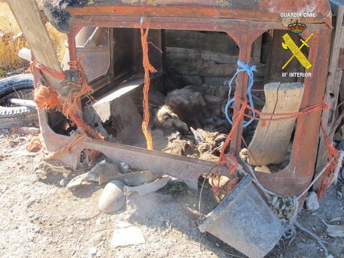 Imagen Del Can Objeto De Maltrato Por Los Dos Detenidos