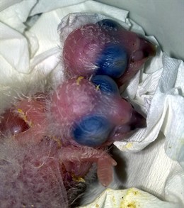 Dos Ejemplares De Aratinga