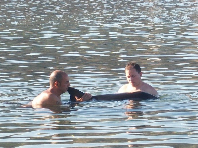 Rescate De Delfín Varado 