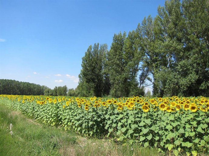 Campo De Girasoles, Aceite De Girasol, Pipas