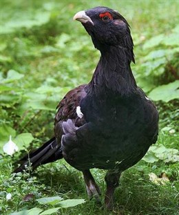 Ejemplar De Urogallo