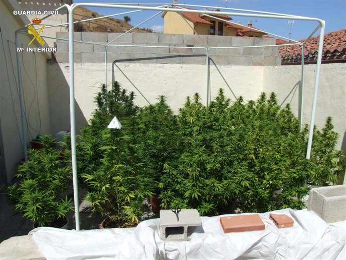 Marihuana Incautada En Ayegui.