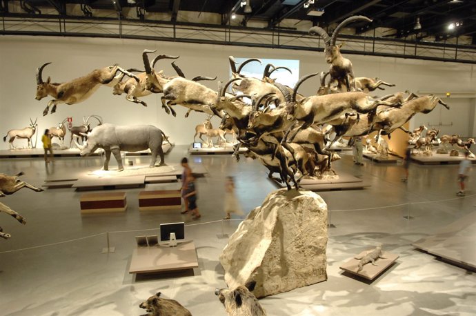 Más De 700.000 Personas Visitan La Muestra 'Animales De Museo'
