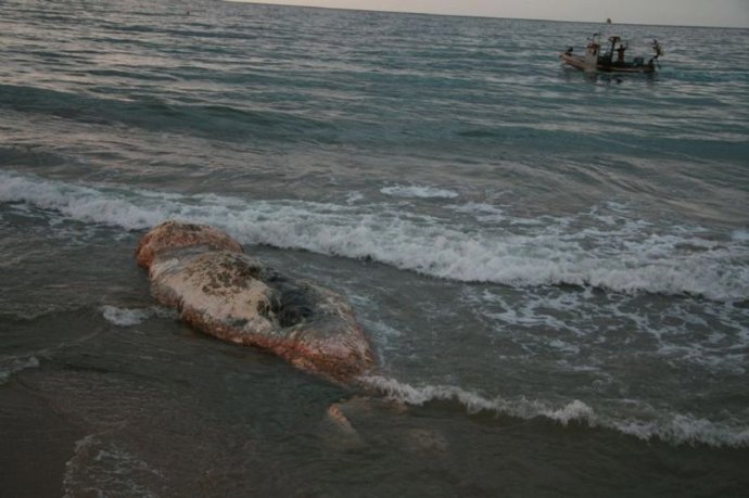 Restos De Un Cachalote Muerto Hallado En Castelldefels