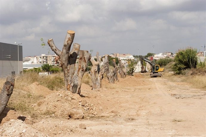 Plantación De Ficus En La Vía Verde