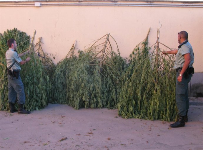 La Guardia Civil Interviene Una Plantación De Marihuana En Lora Del Río