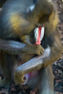 Mandril Quitándose Sus Plumas Por Estrés En El Zoológico De Jerez (Cádiz)