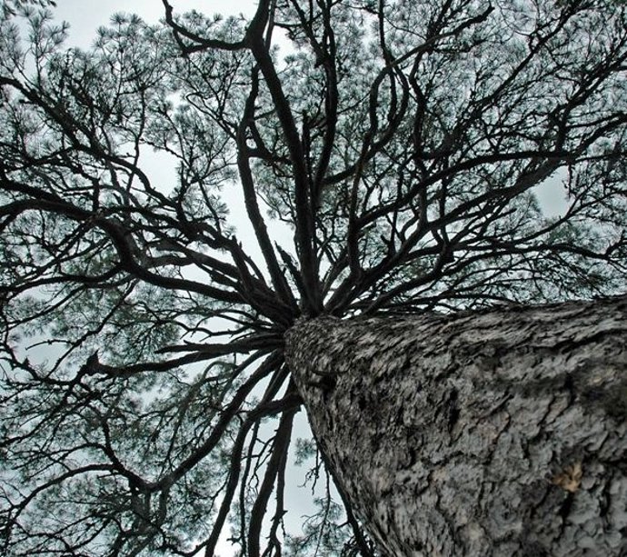 Arbol Pino Del Tío Rojo, En Cuenca