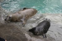 Zoo de Madrid dice que "todos" sus animales están "muy bien atendidos" 