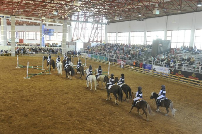 Caballos Andaluces, En Un Espectáculo
