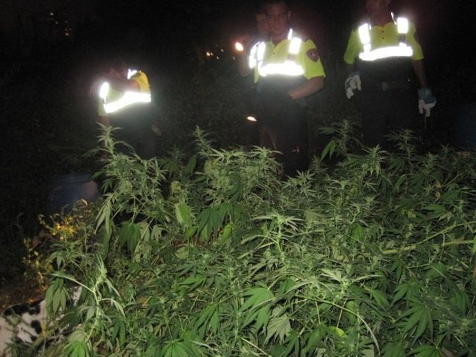 Localización De La Plantación