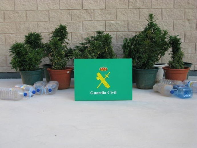 Plantas De Marihuana Aprehendidas