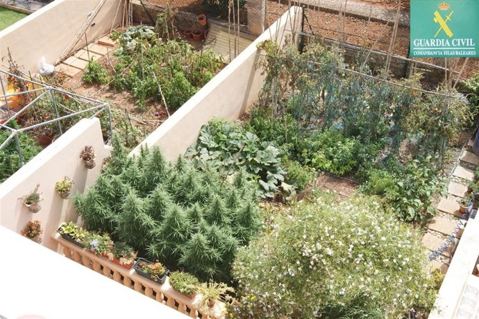 Plantación Marihuana Algaida