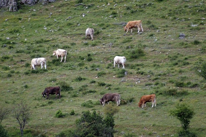 Paisaja de la Sierra Cebollera