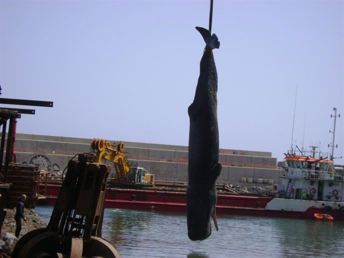 Cachalote Hallado En Tenerife