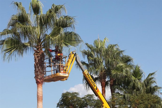 Trabajos En Las Palmeras De Marbella 
