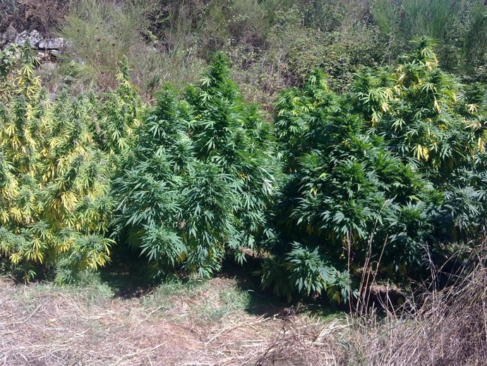 Plantas De Cannabis Intervenidas