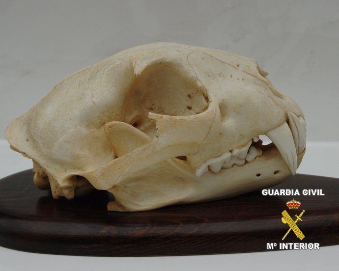 Cráneo Leopardo