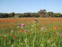El Gobierno pide que el paso de España a contribuyente neto a la UE se haga de forma "gradual"