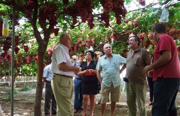 Visita De Agricultores Para Conocer Nuevas Variedades De Uva De Mesa Sin Semilla