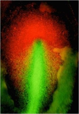 Precursores De Otros Tejidos (Verde) - CSIC