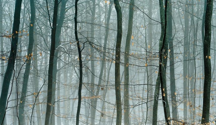 Helga De Alvear, Axel Huì^tte, Niederwald-I