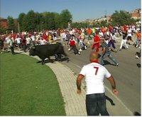 Equo reclama la prohibición del Toro de la Vega de Tordesillas (Valladolid) por ser "cruel y sanguinario"