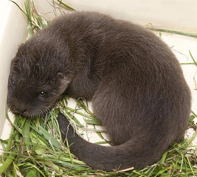 Nutria Del Parque Sendaviva.
