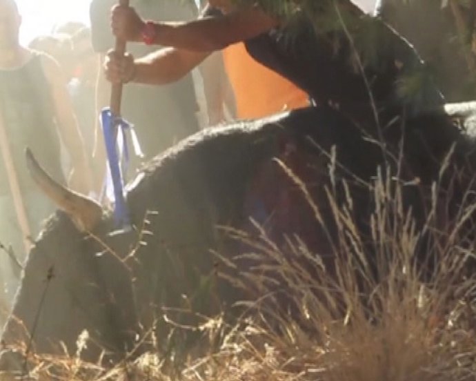 Tradicional matanza de un toro en Tordesillas 