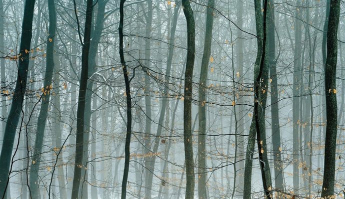 Helga De Alvear, Axel Huì^tte, Niederwald-I